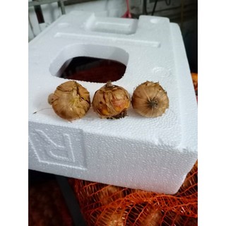 combo 10 củ giống hoa lay ơn đỏ