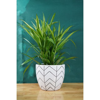 CHẬU SỨ TRẮNG HỌA TIẾT 18*21CM