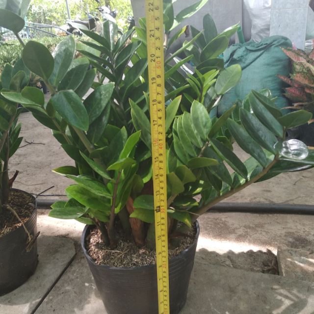 Kim phat tài loại c7