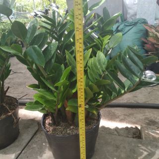 Kim phat tài loại c7