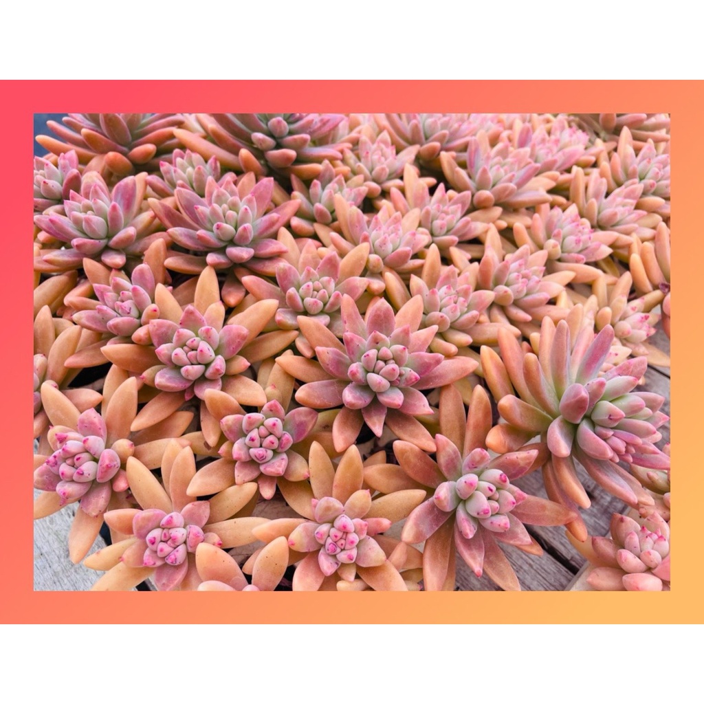 Sen đá pha lê cổ thụ Đà Lạt size mini cây cảnh trang trí nhà cửa Lolita garden