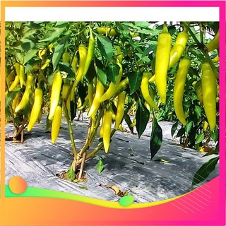 Hạt giống ớt sừng bò - 30 hạt vietgar