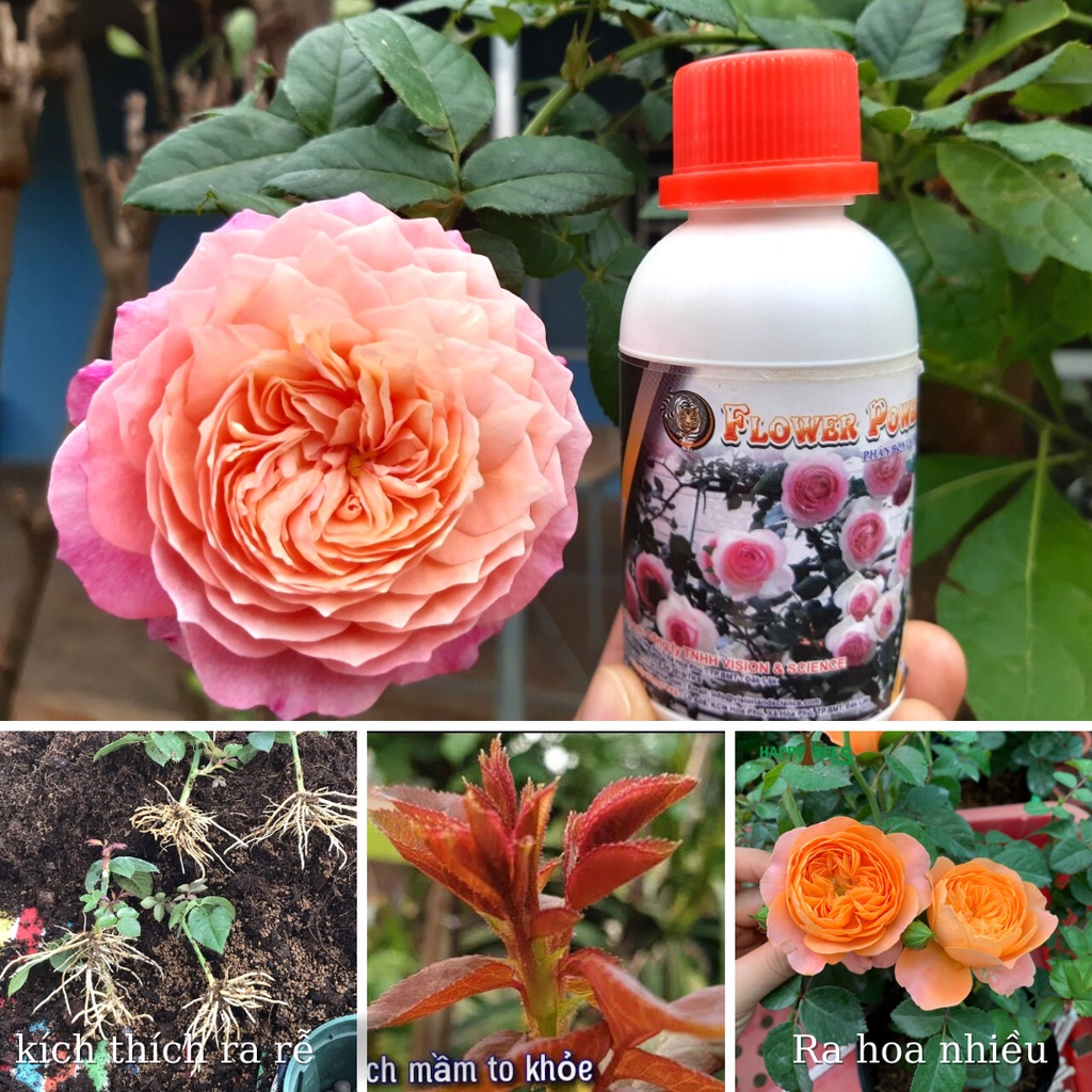 Bộ 5 Phân Bón Sinh Học Chăm Sóc Và Dưỡng Cây Hoa Hồng Tại Nhà