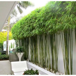 Cây trúc quân tử cao trên 2m trồng hàng rào tuyệt đẹp