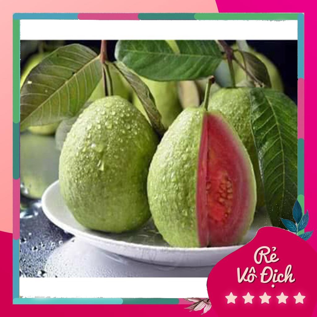 Cây giống ổi Ruby, giống ổi ruột đỏ độc lạ năng suất cao, cây giống nhập ngoại rất khỏe, phù hợp khí hậu nhiều vùng