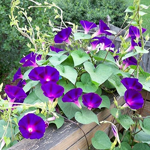 HẠT GIỐNG HOA BÌM BỊP – Loài Hoa Dại Ven Đường Nhưng Sao Lại Cuốn Hút Đến Khó ưỡng
