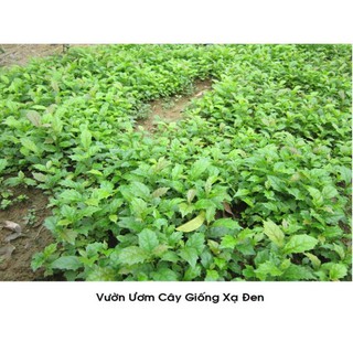 Cây xạ đen (combo 2 cây)