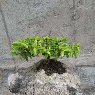 Mai chiếu thủy HÒN NON BỘ mini