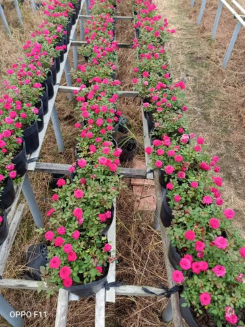 Cây Hồng Tỉ Muội