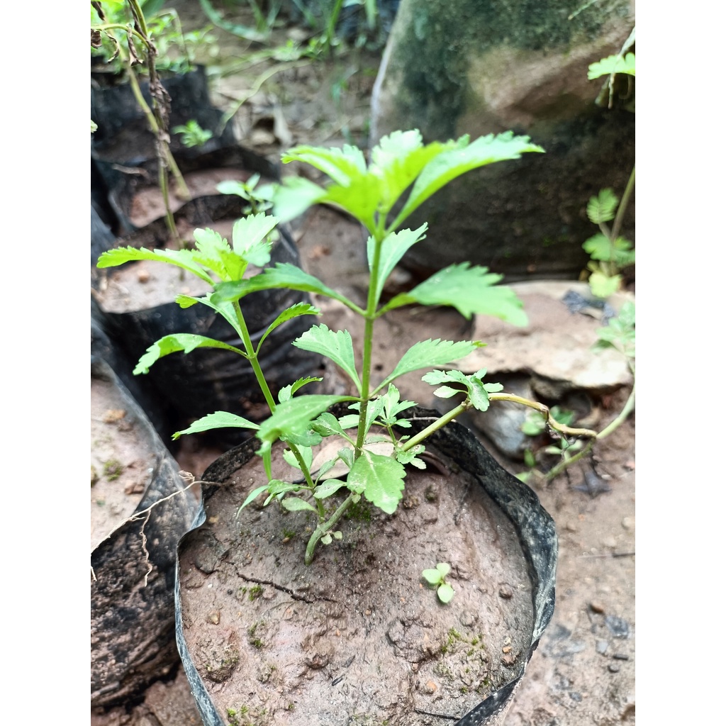 Cây giống cam thảo đất