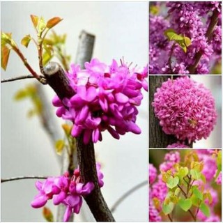 Cây giống hoa hạnh phúc