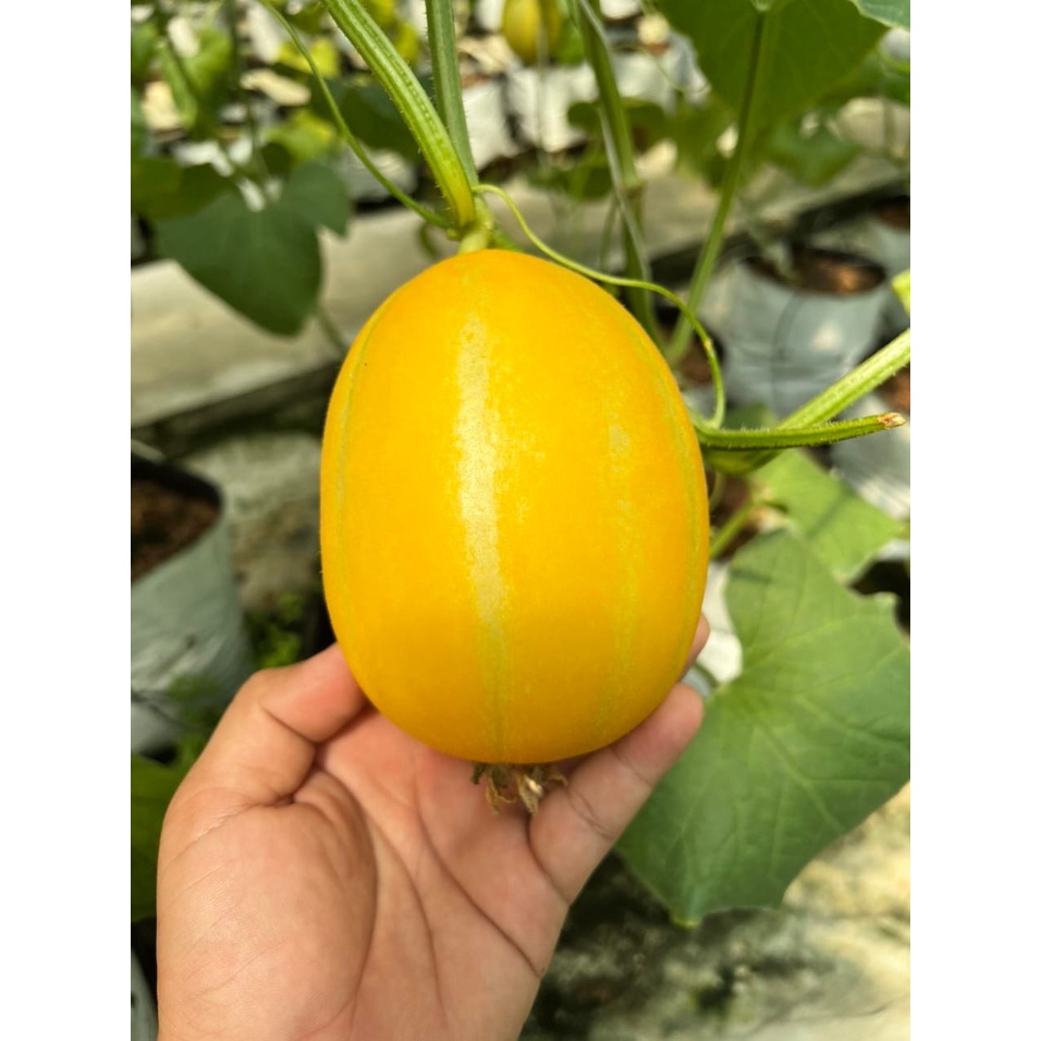 Dưa lê hàn quốc ruột cam Won Yeong nảy mầm 100% có gói 34, 68 hoặc 102 hạt