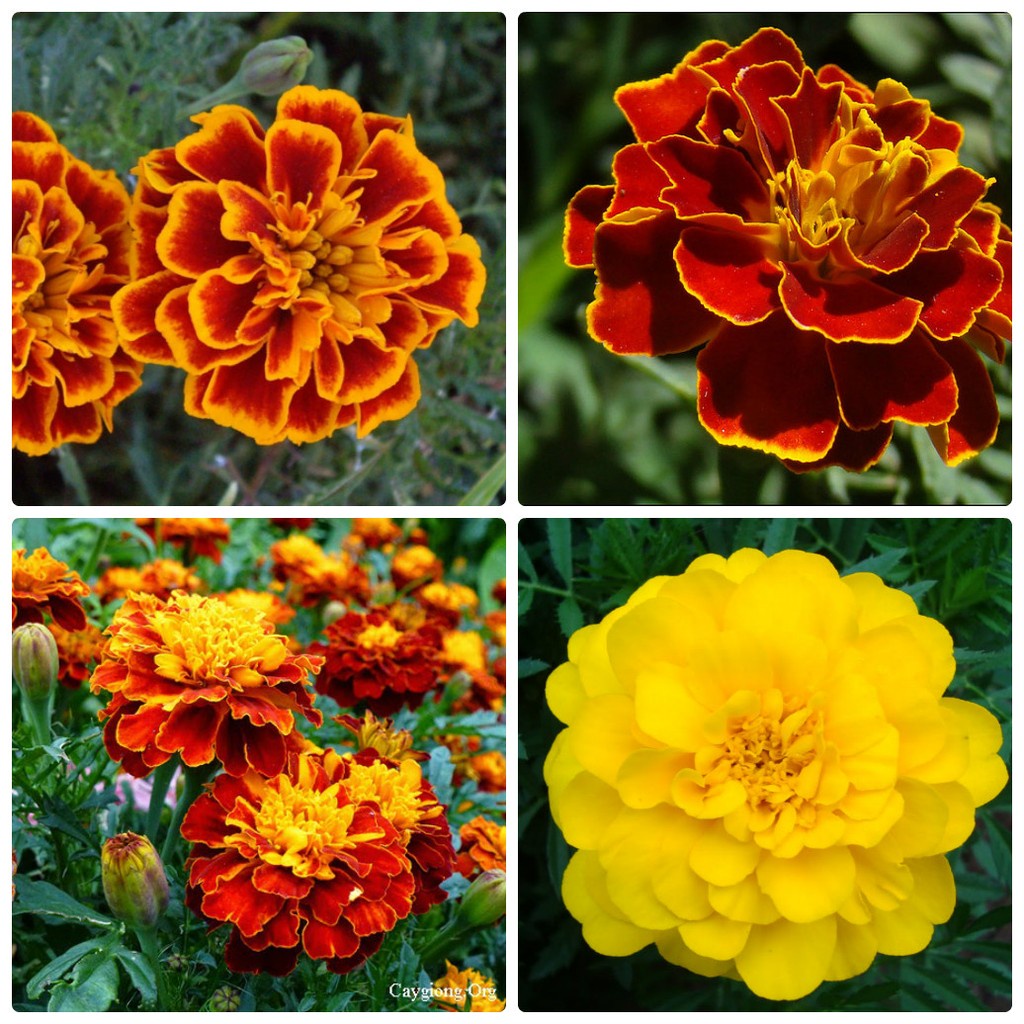 100H - #Hạt_Giống_Cúc_Vạn_Thọ_Mix ( tặng kèm kích mầm và phân bón)