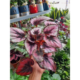 cây hải đường, begonia