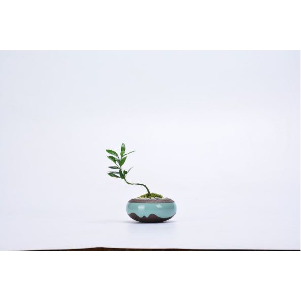 Chậu trồng cây, chậu gốm tử sa trồng bonsai mini- Green street shop