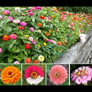 CHẬU Hoa cúc Zinnia (cúc lá nhám, cúc ngũ sắc, cúc cánh giấy, hoa duyên cúc hay bách nhật) SIÊU ĐẸP - NCCZNLN
