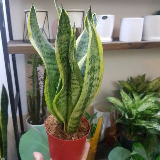 Cây Lưỡi Hổ kèm chậu sứ trắng