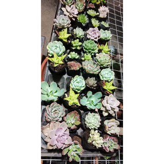 Combo 12 Cây sen bầu min đủ loại