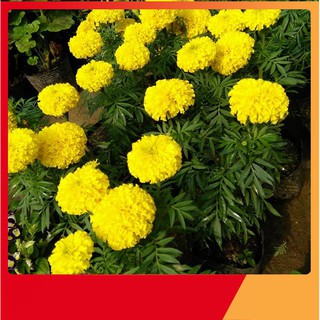 Hạt Giống Hoa Cúc Vạn Thọ Mỹ