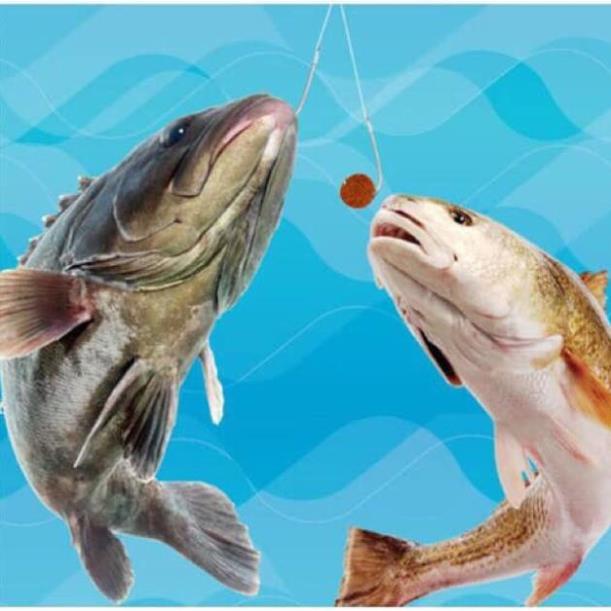 Mồi cá dạng viên cám dễ sử dụng hàng sale bão mạnh đồ câu FISHING_HD