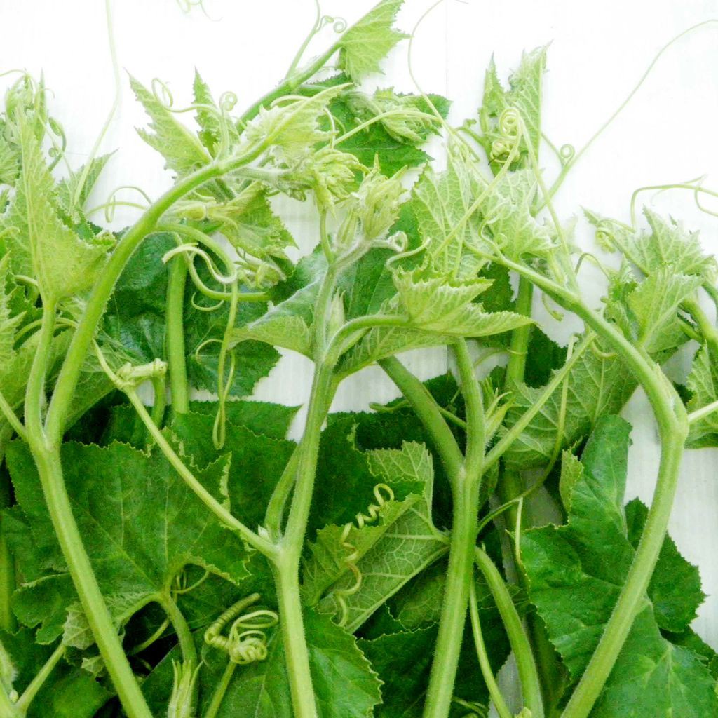 500g Hạt Giống BÍ SIÊU NGỌN BÍ ĂN NGỌN BÍ ĐỎ ĂN NGỌN