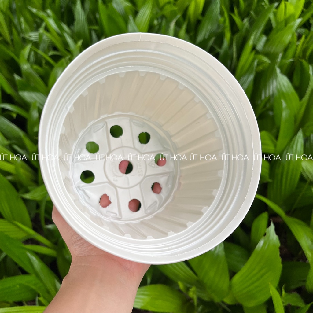 Chậu sọc QH 150x125 trồng hoa vạn thọ Tết loại dày