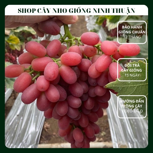 Cây Nho Đỏ Giống Nho Không Hạt Crimson Seedless
