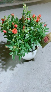 Chậu Hoa Hồng Màu Cam