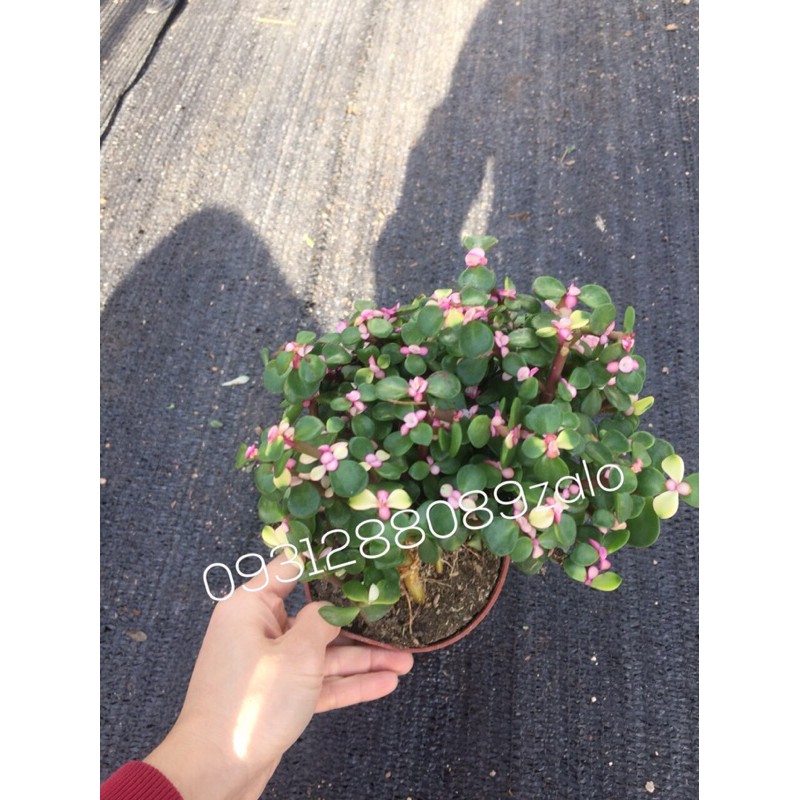 cây sen đá đô la hồng gốc thụ bonsai hinh 2.3