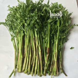 Bán Hạt giống rau cần pascal -ship toàn quốc