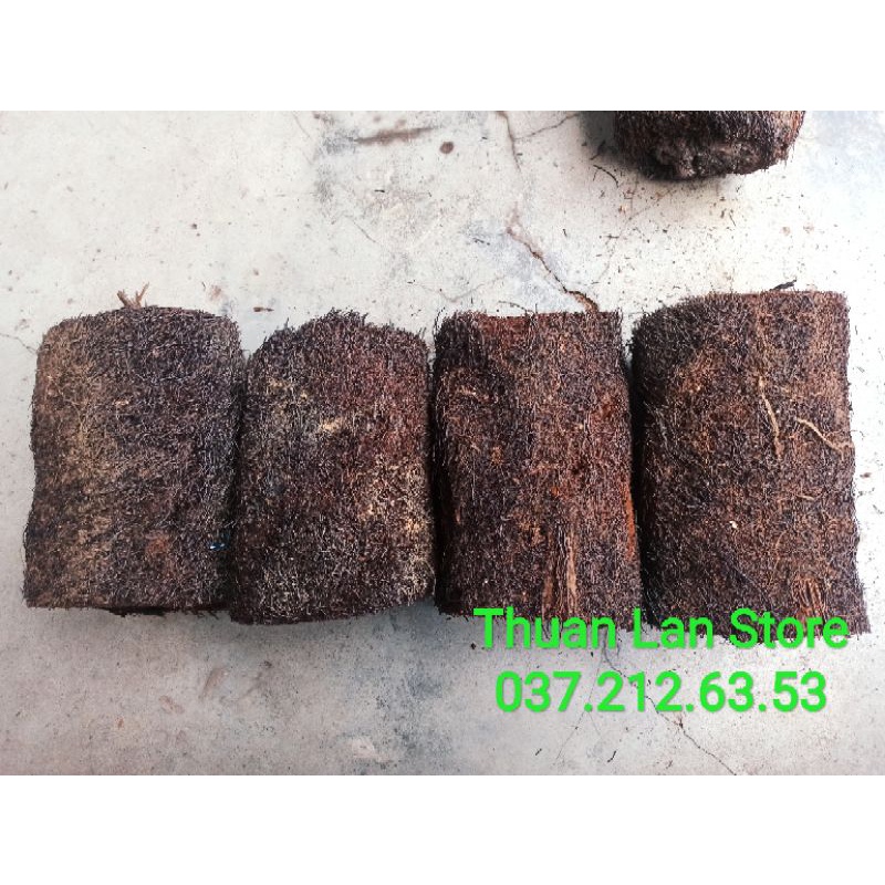 Dớn Trụ Trồng Lan Dày Đẹp Dài 20->40cm