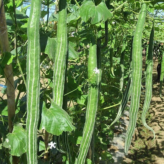 HẠT MƯỚP RẮN F1 HN 703- GÓI 1G