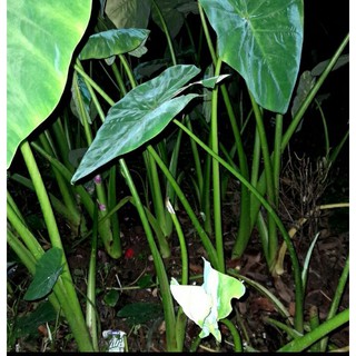 cây khoai môn ăn bồng, ( cây giống mới ,chuẩn không ngứa )