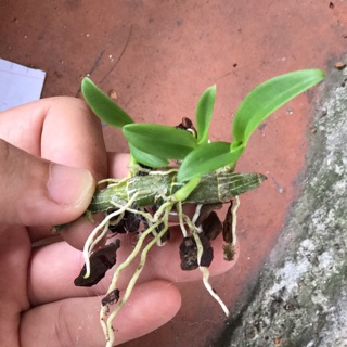 dòng bên em đã có dòng 5 cánh trắng cho các anh sưu tập về vườn của mình