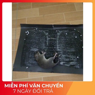 Keo Dính Chuột , Keo Dính Chuột Siêu Dính