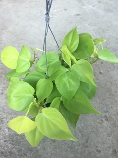 TRẦU BÀ TIM VÀNG GÁO DỪA