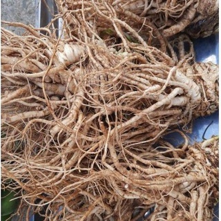 Sâm đương quy tươi Lâm Đồng 5kg