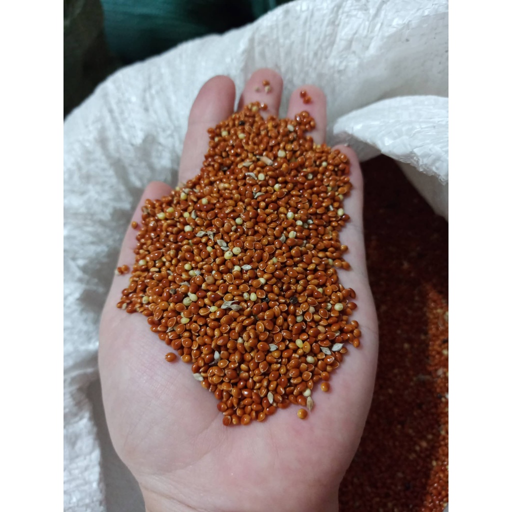 Kê Đỏ To Dành Cho Chim Cảnh, Vẹt, Hamster, Cu Gáy… Hạt To Tròn Bóng Mẩy
