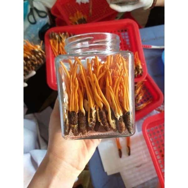 Đông trùng hạ thảo nhộng khô 1 con