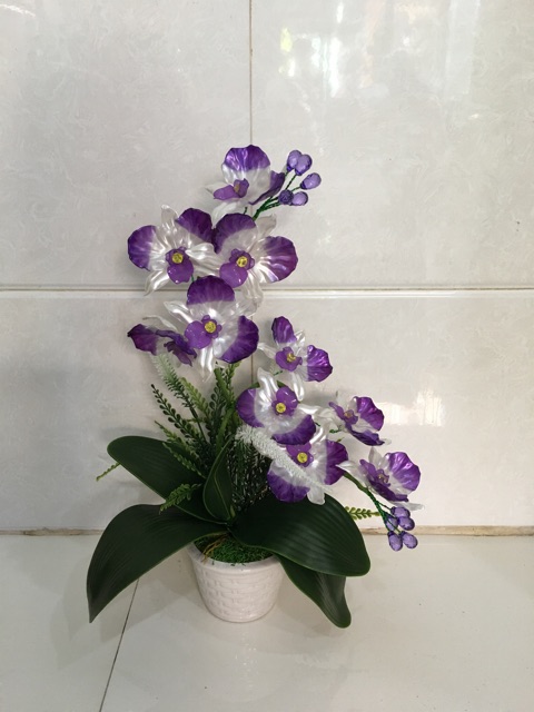 Hoa hồ điệp