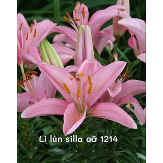 Combo 5 Củ Ly Lùn Màu Hồng Sila (Giống Hoa Ly)