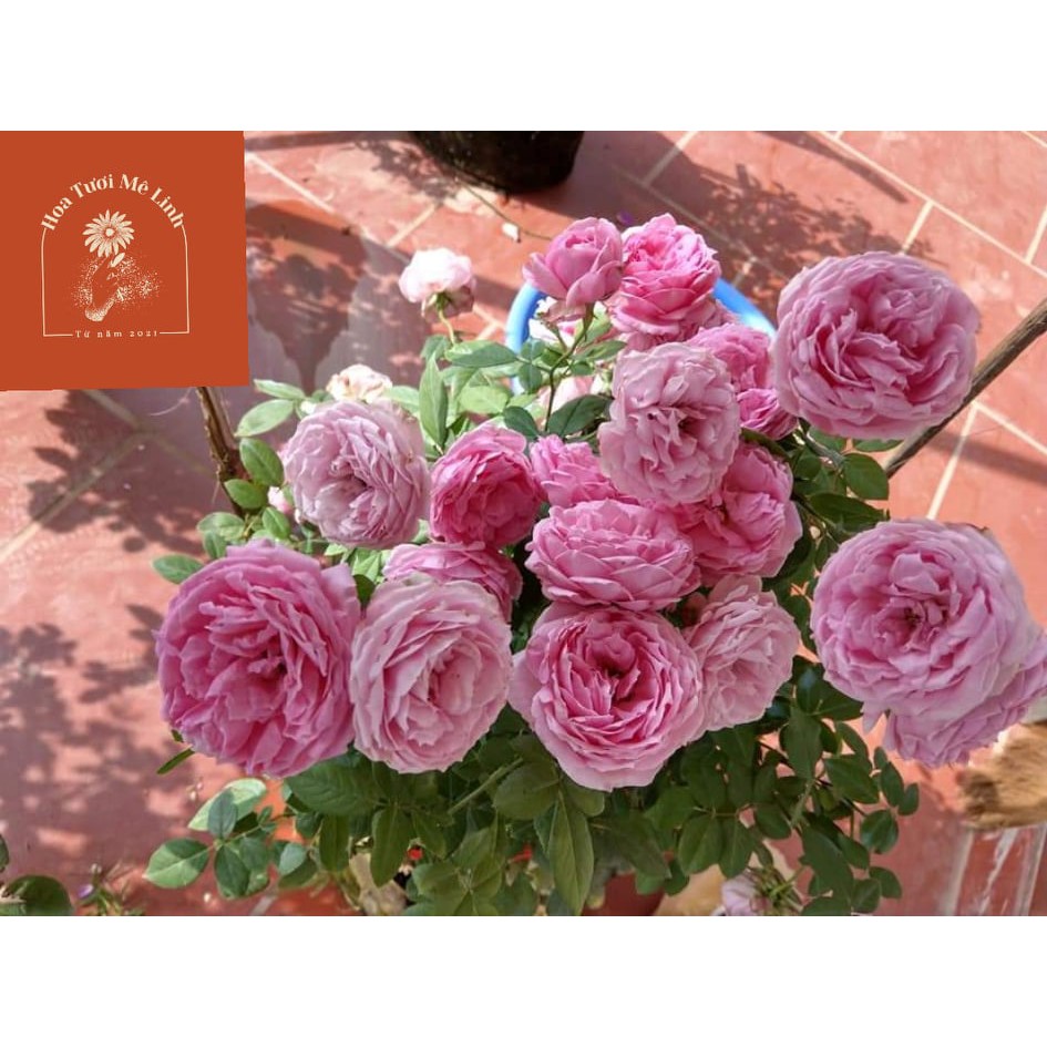 Hoa hồng Bụi Miyako màu hồng -Trung tâm của những loài hoa Nhật, kháng bệnh mạnh mẽ -HoaTuoiMeLinh
