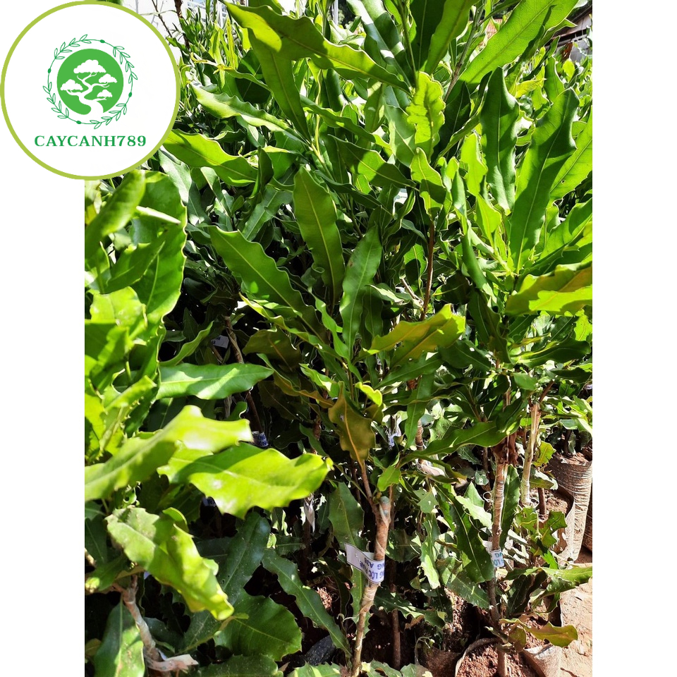 Cây macca F1 ra qua sau 2 năm cao 70cm(ảnh thật sô 2).