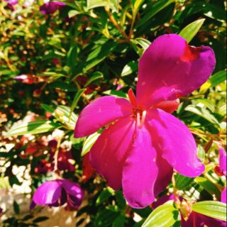 Cây Hoa Sim Tím (cây dễ rụng lá khi đi xa nên khách miền Bắc cân nhắc khi đặt hàng)