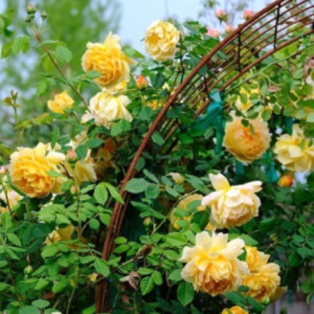 Hoa hồng Golden Celebration Rose