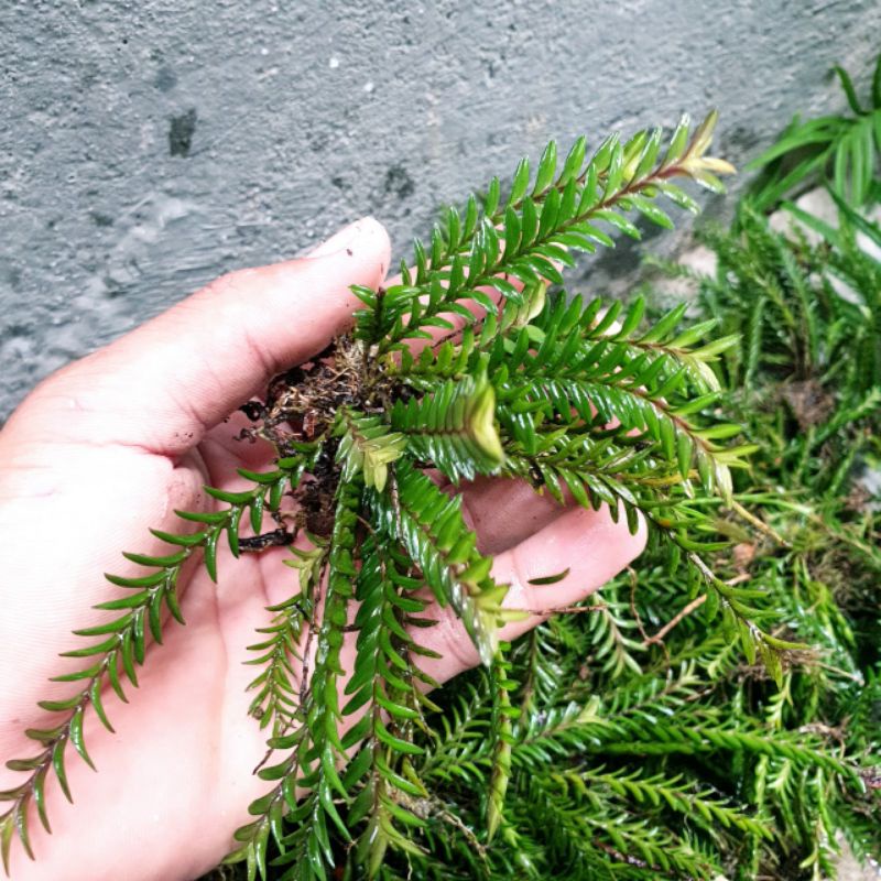 Cây chân rết bonsai tiểu cảnh, thủy sinh hồ cá