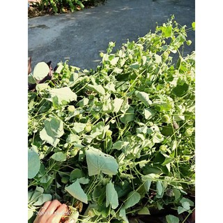 Cây cối xay khô 1kg