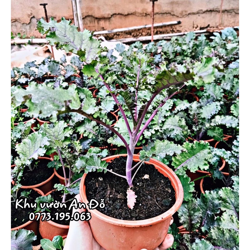 Chậu KALE ( 1 chậu)