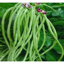 HẠT GIỐNG ĐẬU ĐŨA GÓI 10GRAM
