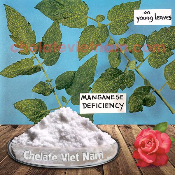 Vi lượng Mangan Chelate  tan hoàn toàn trong nước